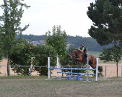 jumper Curley 12 (Zweibrücken, 2004, from Cellini 8)