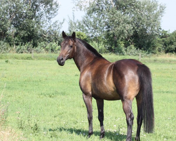 broodmare Ebony 94 (Trakehner, 1998, from Maggiore) broodmare Ebony 94 (Trakehner, 1998, from Maggiore)