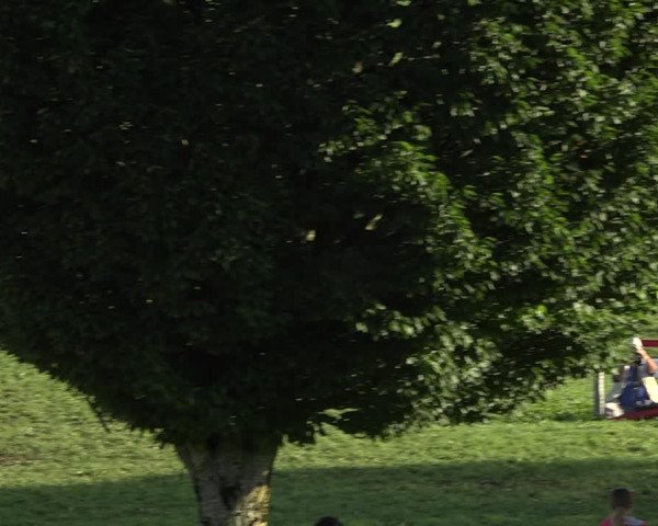 Reitturnier Aadorf 2020