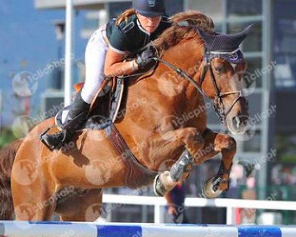 jumper Phoebus D'Adriers (Selle Français, 2003, from Apache d'Adriers)