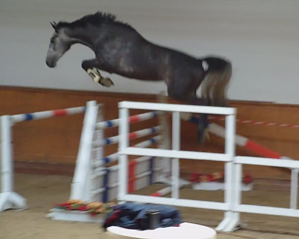 broodmare Calea 6 (Oldenburg, 2010, from Calido I)