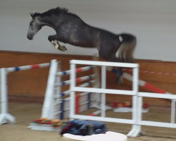 broodmare Calea 6 (Oldenburg, 2010, from Calido I)
