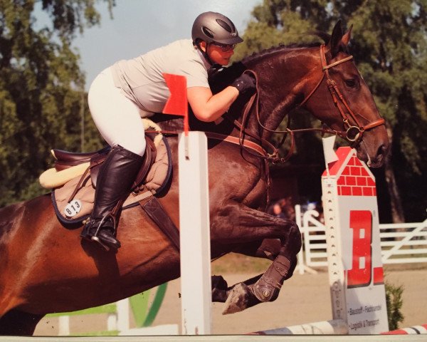 jumper La Luna 361 (German Warmblood, 2010, from Cash Counting)