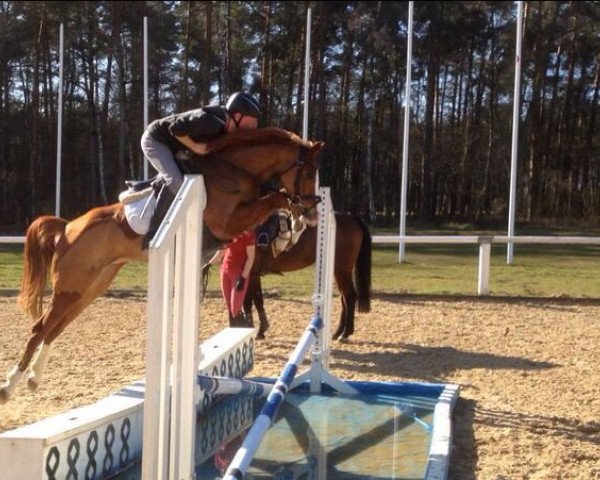 jumper Pebbles H (German Riding Pony, 2009, from Pilatus)