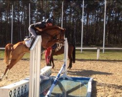 jumper Pebbles H (German Riding Pony, 2009, from Pilatus)