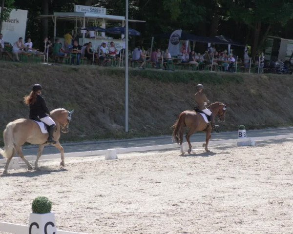 Reitturnier Bübinger Hof 2020