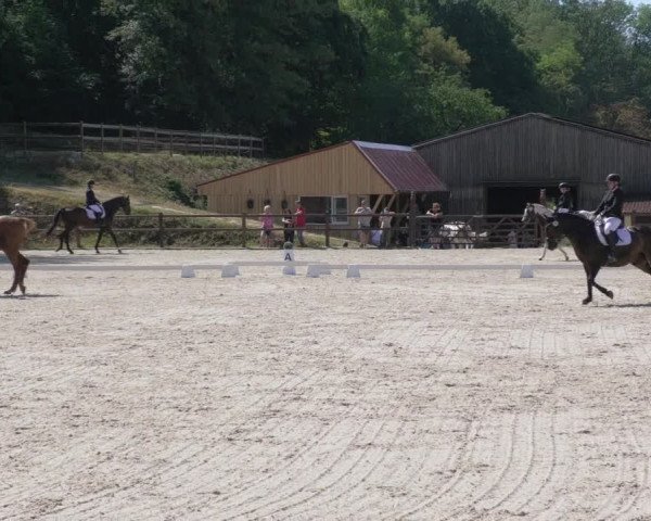 Reitturnier Bübinger Hof 2020