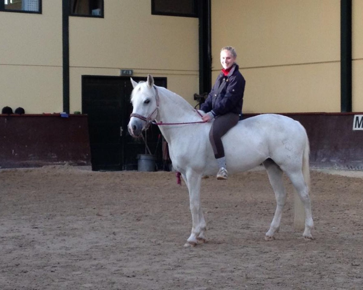 horse Tapiti Witch (German Riding Pony, 1994, from Dancer)