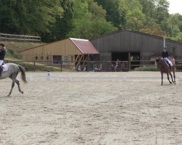 Reitturnier Bübinger Hof 2020