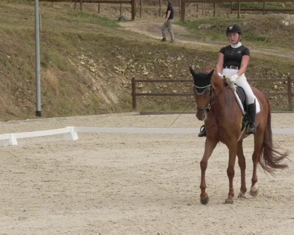 Reitturnier Bübinger Hof 2020