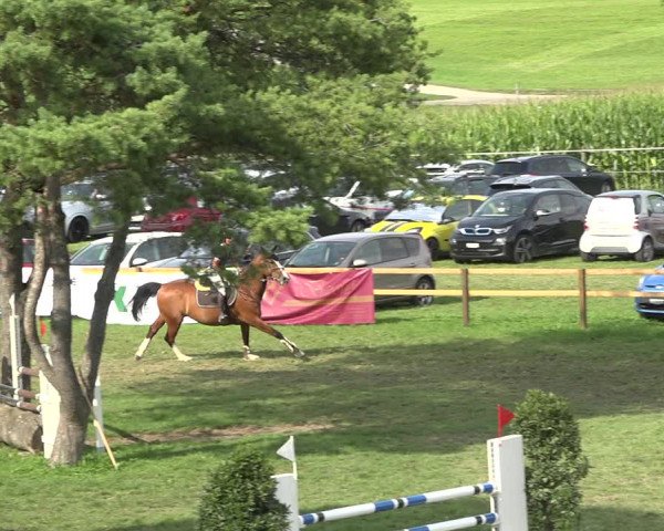 Reitturnier Aadorf 2020