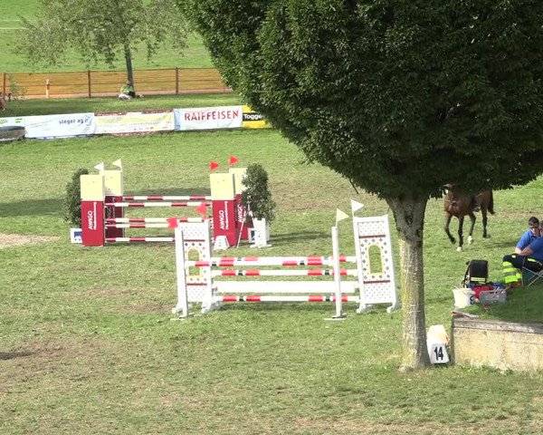 Reitturnier Aadorf 2020