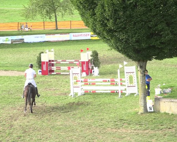 Reitturnier Aadorf 2020