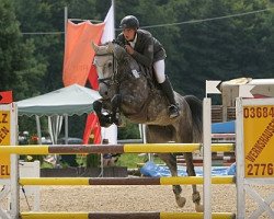 broodmare Cinderella (Holsteiner, 2008, from Calido I)