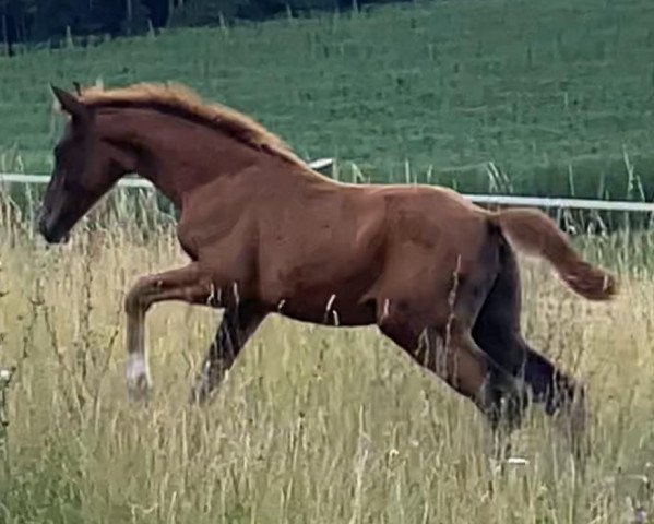 horse Quinte (German Sport Horse, 2021, from Q-Sieben OLD)