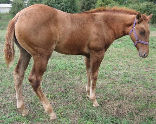 horse Sharp Candycane (Quarter Horse, 2013, from Ima Star Brindle Bar) horse Sharp Candycane (Quarter Horse, 2013, from Ima Star Brindle Bar)