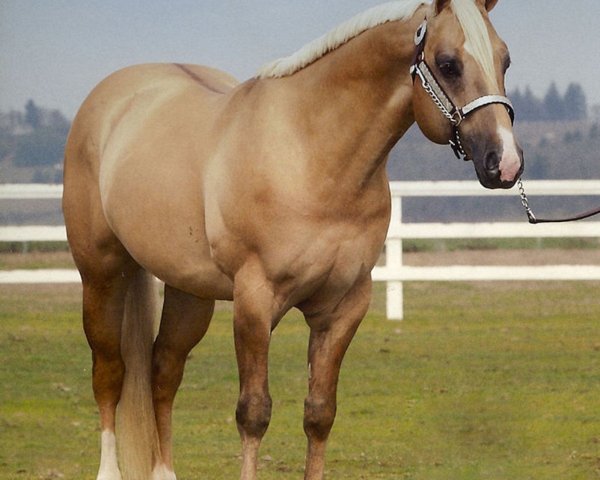 Étalon Major Hearts Desire (Quarter Horse, 1995, de Major Bonanza)