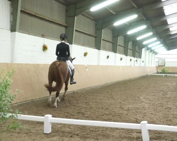 Reitturnier Datteln 2020