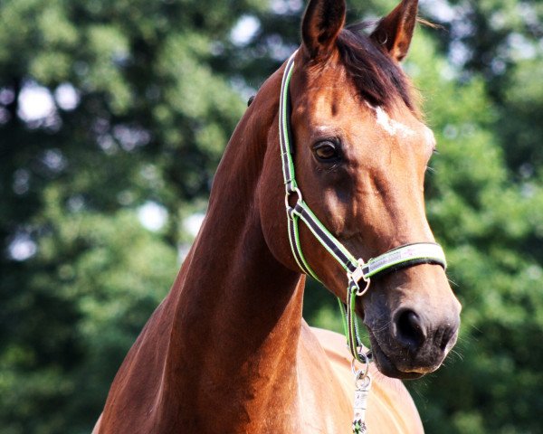 broodmare Raciell (Hessian Warmblood, 1992, from Rebel Z III)