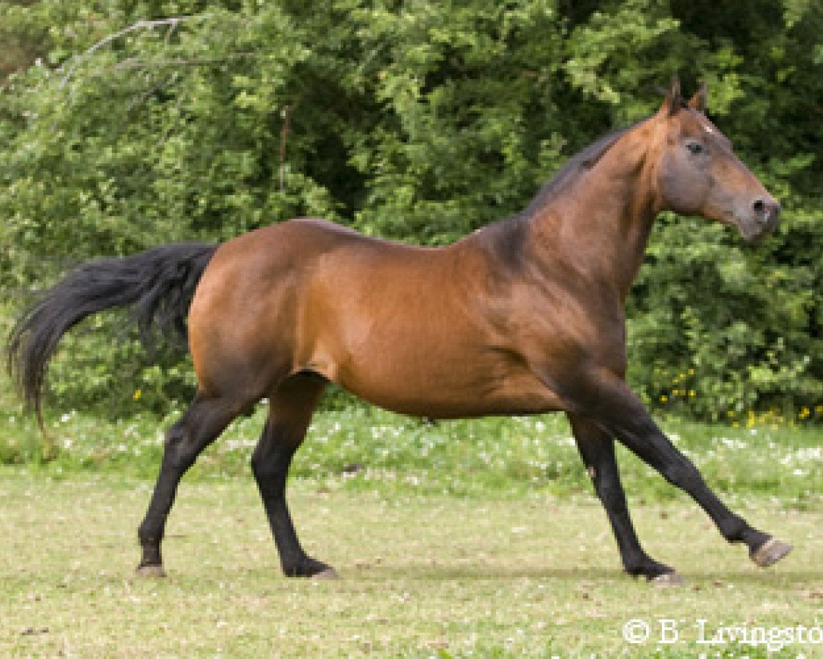 stallion Ima Star Brindle Bar (Quarter Horse, 1997, from Malbecs Silvery Moon)