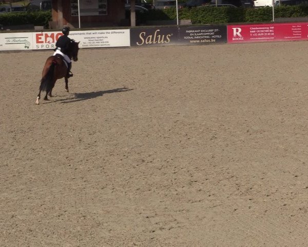 FEI Reitturnier Lier (BEL) 2020