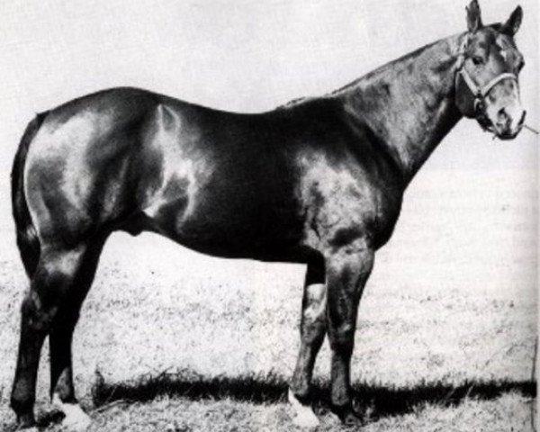 stallion Two D Two (Quarter Horse, 1957, from Double Diamond) stallion Two D Two (Quarter Horse, 1957, from Double Diamond)