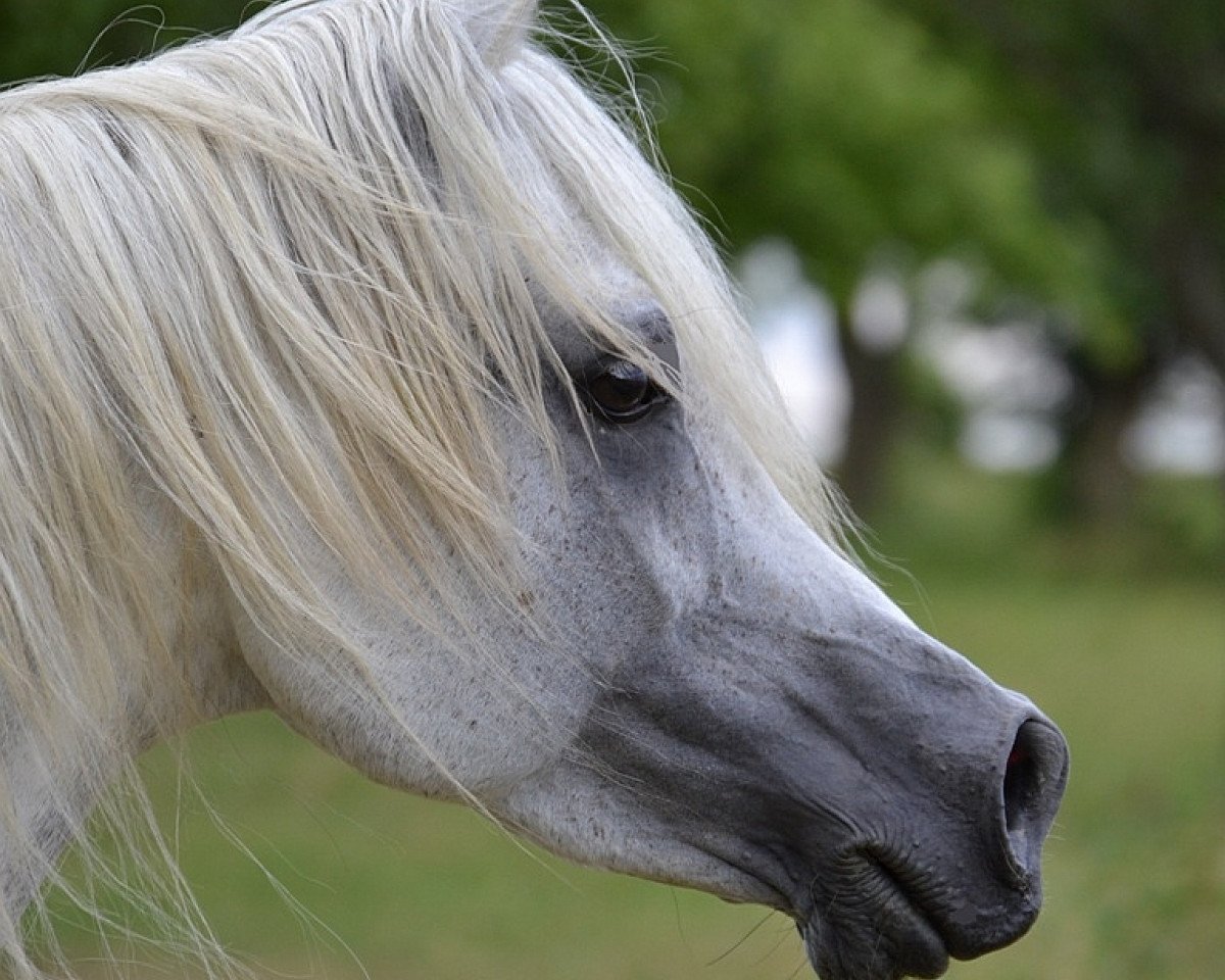 stallion AE Haalim Jamil EAO (Arabian purebred, 2005, from NK Hafid Jamil EAO)