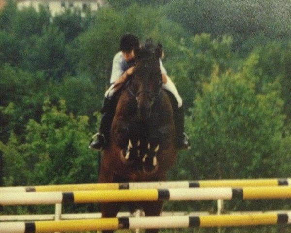 horse Rappers Delight (Westphalian, 1986, from Report)