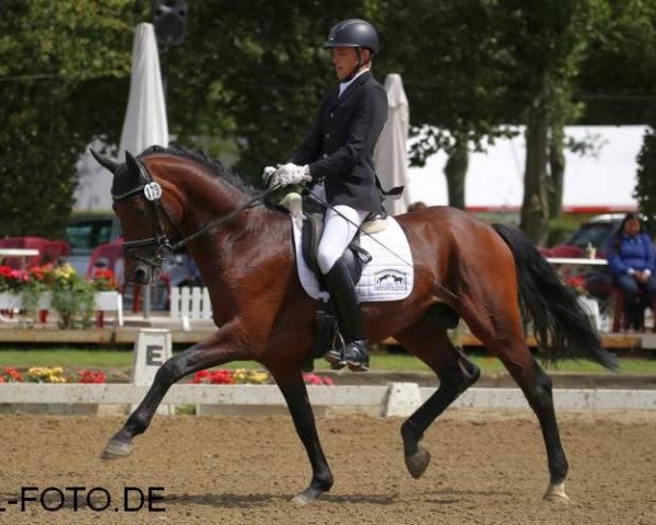 stallion Rock For You 2 (Westphalian, 2009, from Rock Forever NRW)