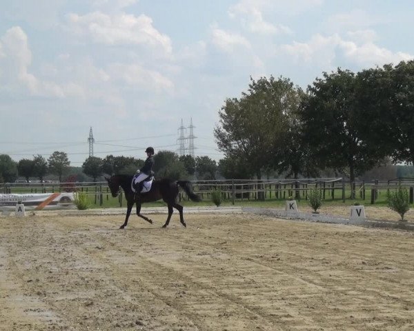 Reitturnier Kaarst-Holzbüttgen - Pannenbeckerhof 2020