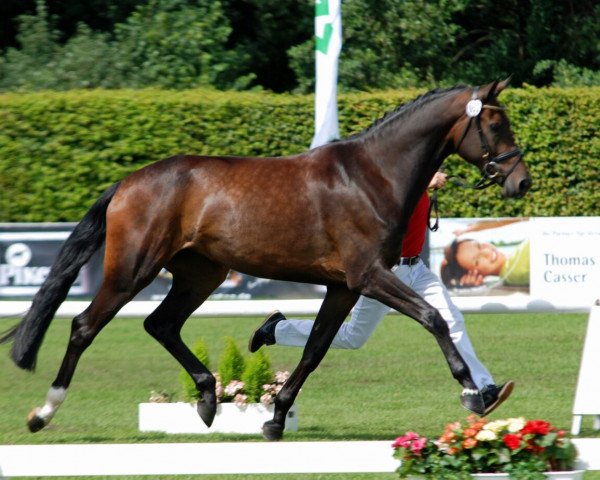 broodmare Frisby (Westphalian, 2012, from Franziskus FRH)