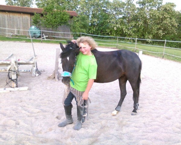 dressage horse Ornella- K (German Riding Pony, 2010, from Take it easy)
