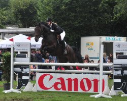 Springpferd Campari 239 (Rheinländer, 2005, von Con Capitol)