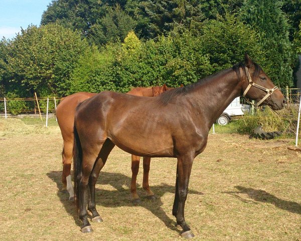 jumper Bibi Blocksberg 20 (Westphalian, 2012, from Black Jack 175)