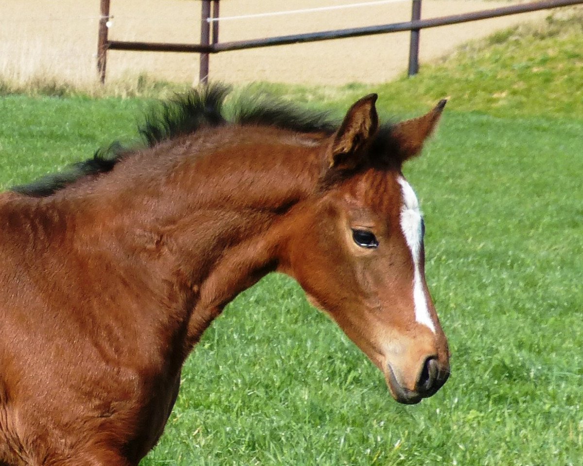 horse Gentle (Holsteiner,  , from Cascadello)