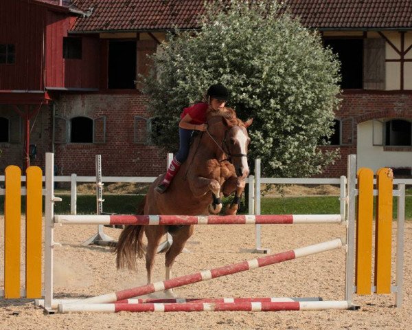 jumper Rondo 278 (German Riding Pony, 1996, from Arts-Ramason)