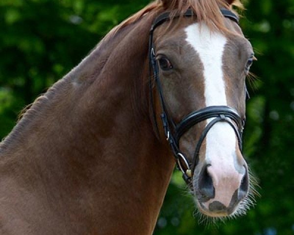 horse Dunja (Hanoverian, 2011, from Diamond Hit)