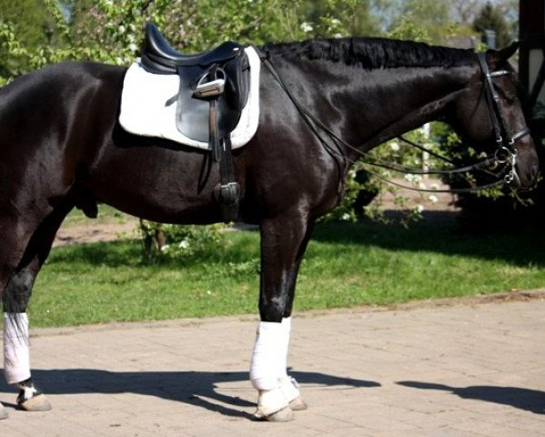 Dressurpferd Endless Dream (Hannoveraner, 2004, von El Bundy)