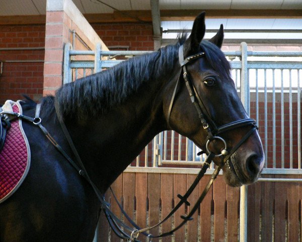 jumper Glen Fiddich 3 (Hanoverian, 1993, from Gloster)
