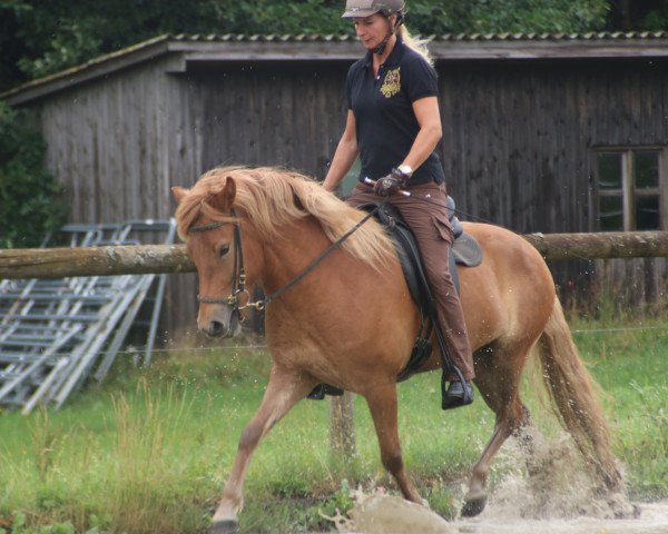 Zuchtstute Hit vom Sulzhof (Islandpferd, 2011, von Freyfaxi vom Friedrichshof)