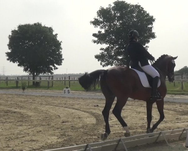 Reitturnier Kaarst-Holzbüttgen - Pannenbeckerhof 2020