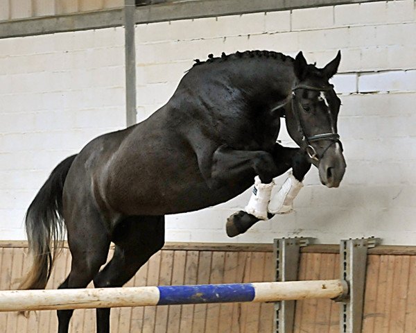 horse Stute von Capilano (Westphalian, 2012, from Capilano)