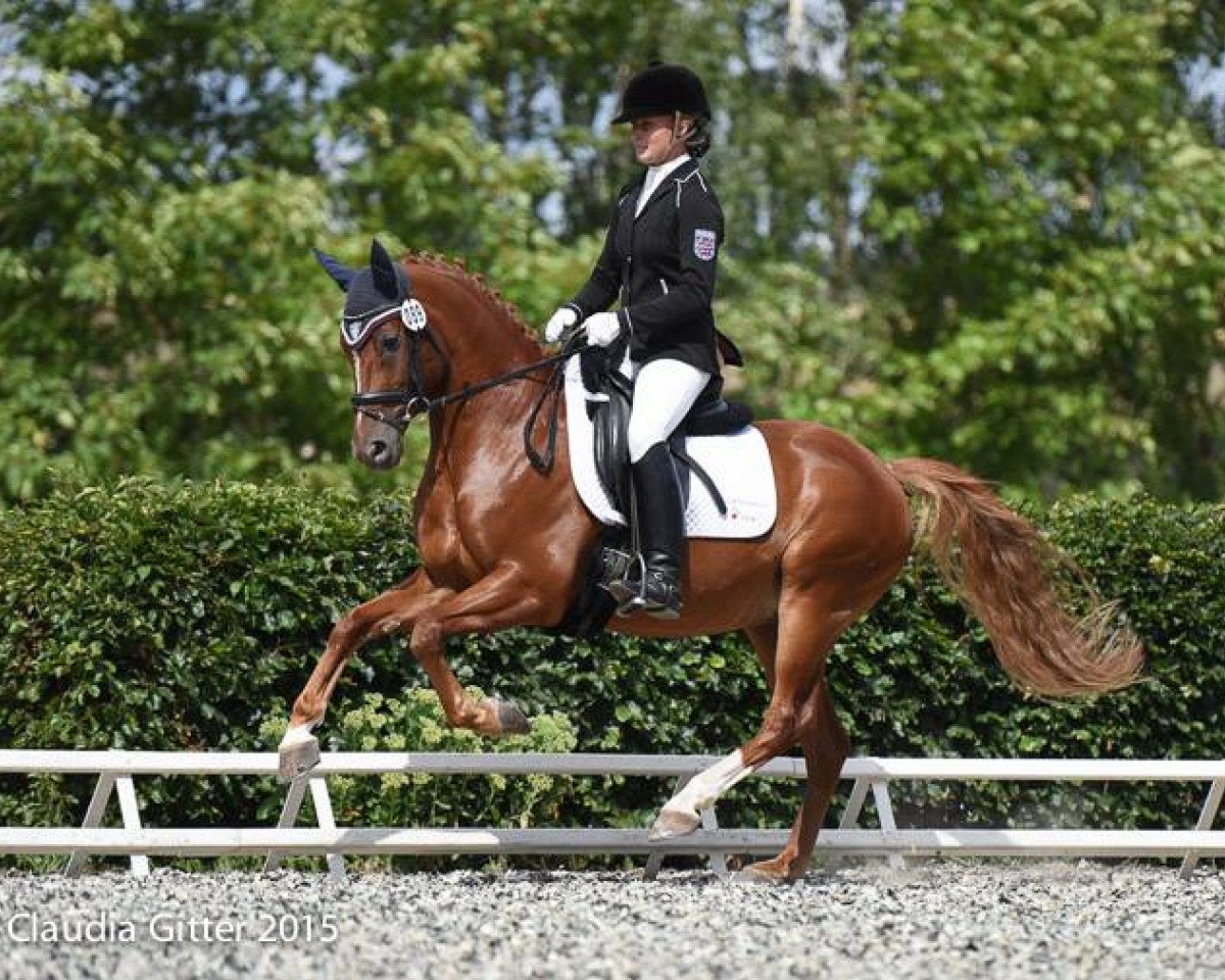 dressage horse Paddington 93 (German Riding Pony, 2008, from Plaisier)