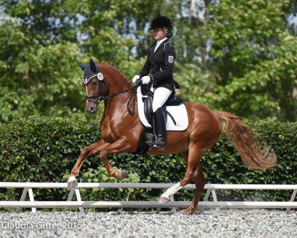 dressage horse Paddington 93 (German Riding Pony, 2008, from Plaisier)