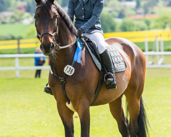 jumper Grande Rio (Slovakian Warmblood, 2001, from Grand Step)