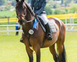 jumper Grande Rio (Slovakian Warmblood, 2001, from Grand Step)