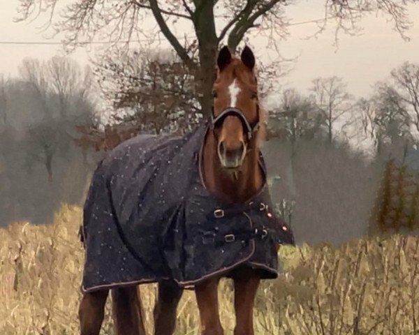 horse Wariander (Hanoverian, 1998, from Weltmeyer) horse Wariander (Hanoverian, 1998, from Weltmeyer)