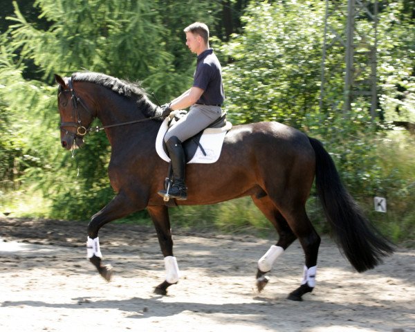 horse Friedrich (Hanoverian, 2011, from Fuechtels Floriscount OLD)