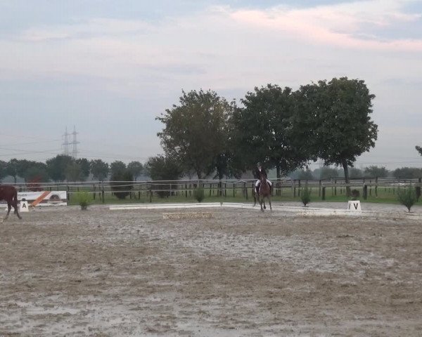 Reitturnier Kaarst-Holzbüttgen - Pannenbeckerhof 2020