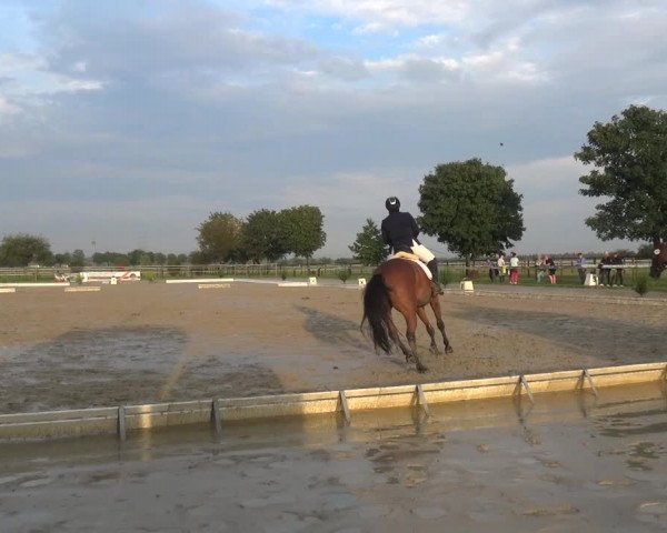 Reitturnier Kaarst-Holzbüttgen - Pannenbeckerhof 2020